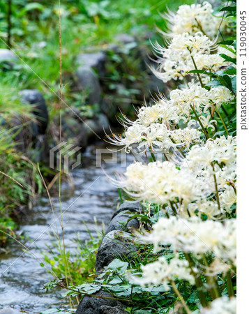 A seasonal feature of autumn: pure white spider lilies blooming by the waterside of a stream A seasonal feature of autumn: pure white spider lilies blooming by the waterside of a stream 119030045