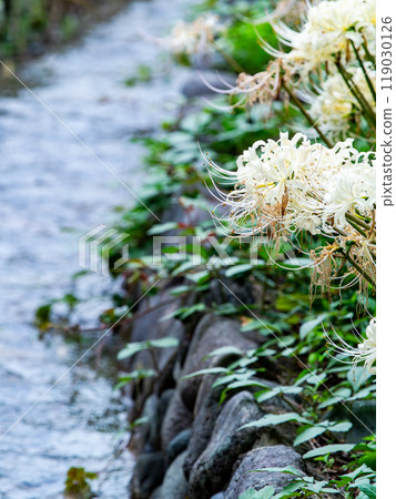 A seasonal feature of autumn: pure white spider lilies blooming by the waterside of a stream 119030126
