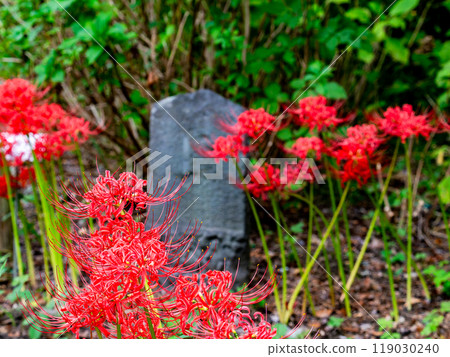 Autumn scenery: Stone monuments in the fields and gorgeously blooming bright red spider lilies Autumn scenery: Stone monuments in the fields and gorgeously blooming bright red spider lilies 119030240