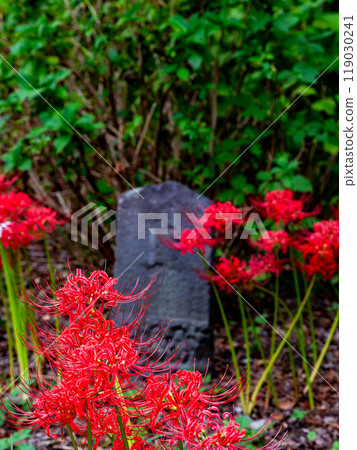 Autumn scenery: Stone monuments in the fields and gorgeously blooming bright red spider lilies 119030241