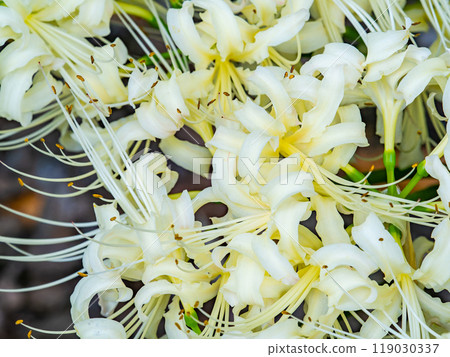 A seasonal sight in autumn: pure white spider lilies in full bloom 119030337