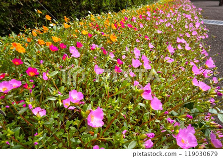 Portulaca oleracea Portulaca oleracea Portulaca oleracea Portulaca oleracea 119030679