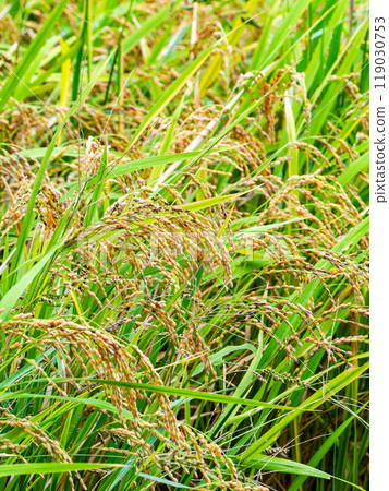 農業風光：收割前的稻穗成熟 119030753