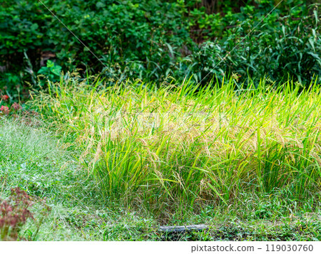 Agricultural scenery: ripe rice ears ready for harvest Agricultural scenery: ripe rice ears ready for harvest 119030760
