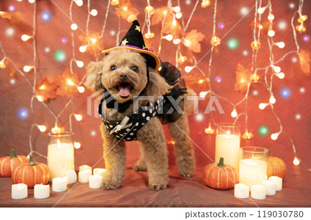 Halloween: Smiling toy poodle, illuminations, candles and pumpkins Halloween: Smiling toy poodle, illuminations, candles and pumpkins 119030780