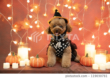 Halloween: Smiling toy poodle, illuminations, candles and pumpkins Halloween: Smiling toy poodle, illuminations, candles and pumpkins 119030781