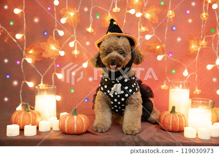 Halloween: Smiling toy poodle, illuminations, candles and pumpkins Halloween: Smiling toy poodle, illuminations, candles and pumpkins 119030973