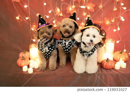 Halloween: Three toy poodles, illuminations, candles and pumpkins 119031027
