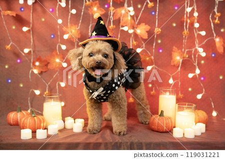 Halloween: Three toy poodles, illuminations, candles and pumpkins 119031221