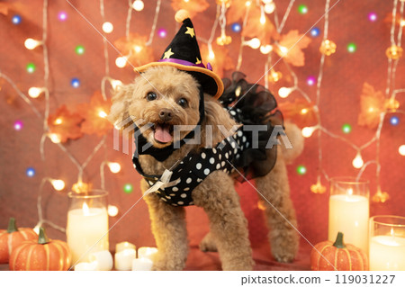 萬聖節微笑的玩具貴賓犬、照明、蠟燭和南瓜 萬聖節微笑的玩具貴賓犬、照明、蠟燭和南瓜 119031227