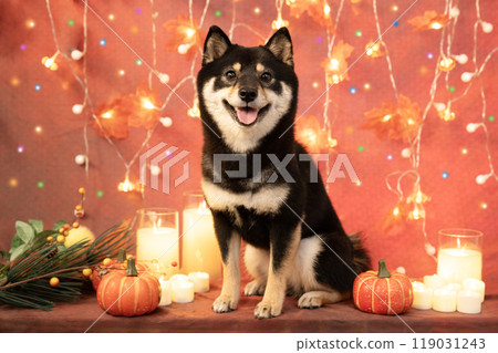 Halloween: Smiling Mameshiba with illuminations, candles and pumpkins 119031243