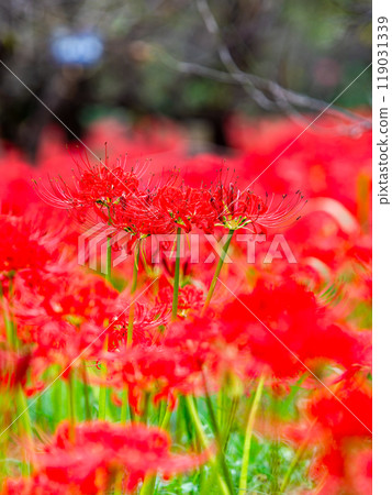 秋季傳統：美麗鮮紅的蜘蛛百合綻放華麗 119031339