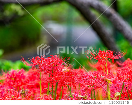 A seasonal feature of autumn: the gorgeous, bright red spider lilies A seasonal feature of autumn: the gorgeous, bright red spider lilies 119031346