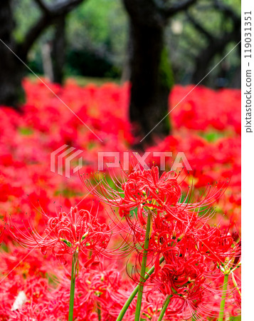 秋季傳統:美麗鮮紅的蜘蛛百合綻放華麗 秋季傳統:美麗鮮紅的蜘蛛百合綻放華麗 119031351