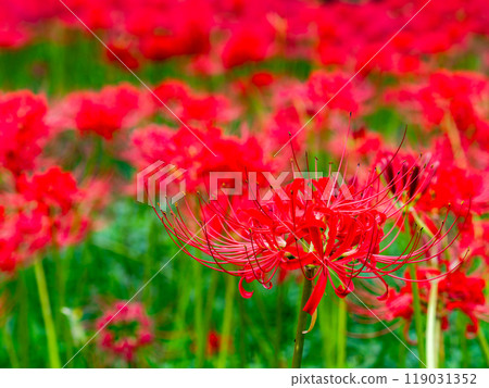 秋季傳統：美麗鮮紅的蜘蛛百合綻放華麗 119031352