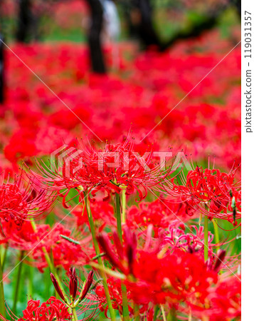 秋季傳統:美麗鮮紅的蜘蛛百合綻放華麗 秋季傳統:美麗鮮紅的蜘蛛百合綻放華麗 119031357