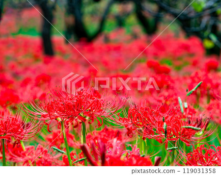 A seasonal feature of autumn: the gorgeous, bright red spider lilies A seasonal feature of autumn: the gorgeous, bright red spider lilies 119031358