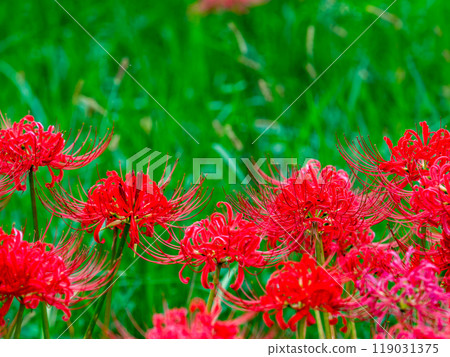 A seasonal feature of autumn: the gorgeous, bright red spider lilies A seasonal feature of autumn: the gorgeous, bright red spider lilies 119031375