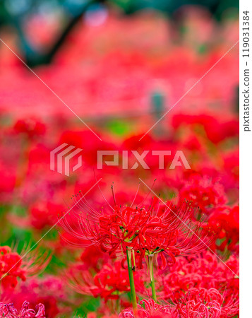 秋季傳統:美麗鮮紅的蜘蛛百合綻放華麗 秋季傳統:美麗鮮紅的蜘蛛百合綻放華麗 119031384