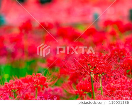 A seasonal feature of autumn: the gorgeous, bright red spider lilies 119031386