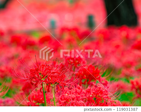 A seasonal feature of autumn: the gorgeous, bright red spider lilies 119031387