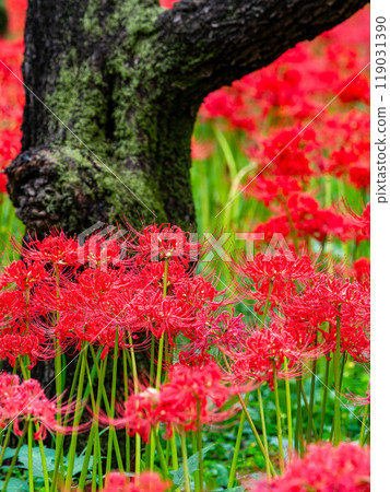 秋季傳統：美麗鮮紅的蜘蛛百合綻放華麗 119031390