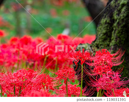 A seasonal feature of autumn: the gorgeous, bright red spider lilies A seasonal feature of autumn: the gorgeous, bright red spider lilies 119031391