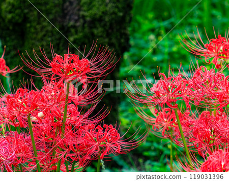 A seasonal feature of autumn: the gorgeous, bright red spider lilies 119031396