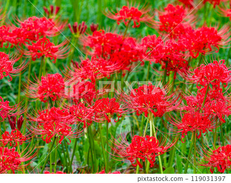 A seasonal feature of autumn: the gorgeous, bright red spider lilies A seasonal feature of autumn: the gorgeous, bright red spider lilies 119031397