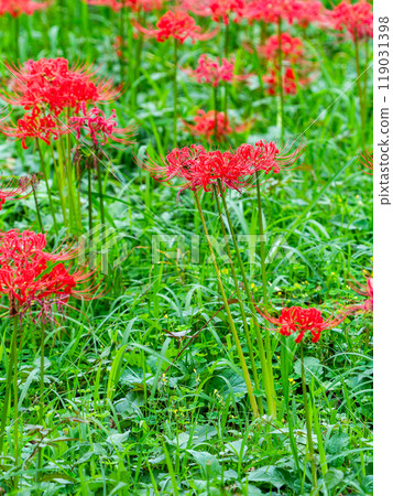 A seasonal feature of autumn: the gorgeous, bright red spider lilies 119031398