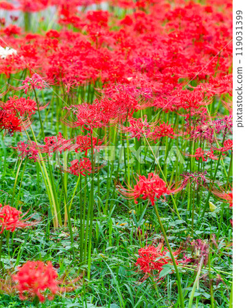 A seasonal feature of autumn: the gorgeous, bright red spider lilies A seasonal feature of autumn: the gorgeous, bright red spider lilies 119031399