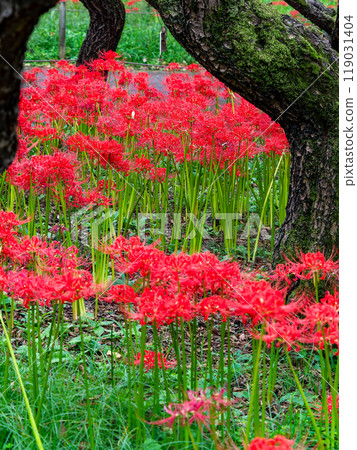 秋季傳統:美麗鮮紅的蜘蛛百合綻放華麗 秋季傳統:美麗鮮紅的蜘蛛百合綻放華麗 119031404