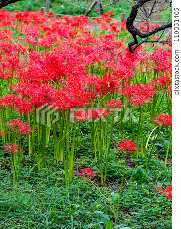 秋季傳統：美麗鮮紅的蜘蛛百合綻放華麗 119031405