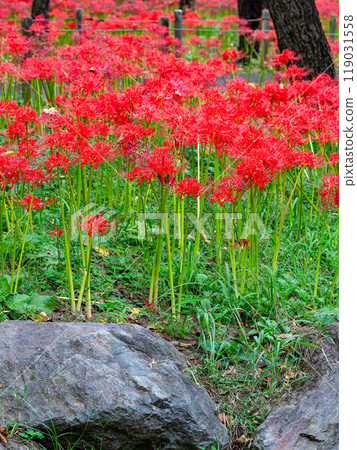 A seasonal feature of autumn: the gorgeous, bright red spider lilies A seasonal feature of autumn: the gorgeous, bright red spider lilies 119031558