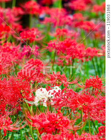 A seasonal feature of autumn: A single white spider lily surrounded by gorgeously blooming bright red spider lilies A seasonal feature of autumn: A single white spider lily surrounded by gorgeously blooming bright red spider lilies 119031868