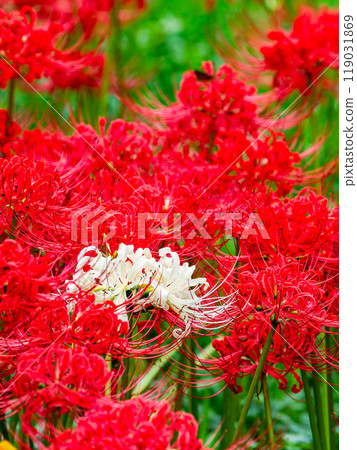 A seasonal feature of autumn: A single white spider lily surrounded by gorgeously blooming bright red spider lilies 119031869