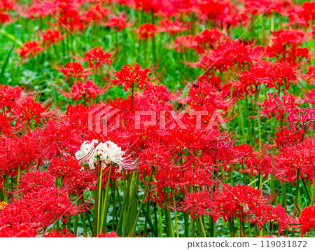 A seasonal feature of autumn: A single white spider lily surrounded by gorgeously blooming bright red spider lilies A seasonal feature of autumn: A single white spider lily surrounded by gorgeously blooming bright red spider lilies 119031872
