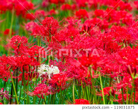 A seasonal feature of autumn: A single white spider lily surrounded by gorgeously blooming bright red spider lilies A seasonal feature of autumn: A single white spider lily surrounded by gorgeously blooming bright red spider lilies 119031875