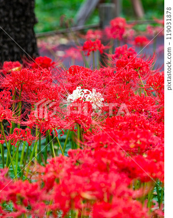 A seasonal feature of autumn: A single white spider lily surrounded by gorgeously blooming bright red spider lilies A seasonal feature of autumn: A single white spider lily surrounded by gorgeously blooming bright red spider lilies 119031878