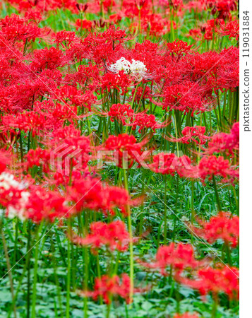 A seasonal feature of autumn: A single white spider lily surrounded by gorgeously blooming bright red spider lilies A seasonal feature of autumn: A single white spider lily surrounded by gorgeously blooming bright red spider lilies 119031884