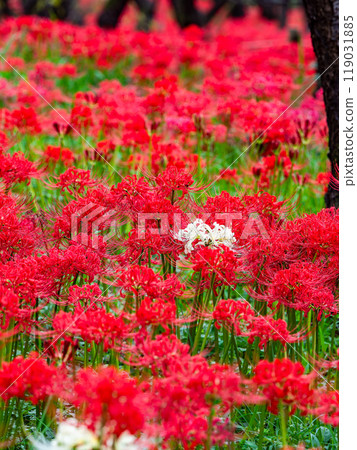 A seasonal feature of autumn: A single white spider lily surrounded by gorgeously blooming bright red spider lilies A seasonal feature of autumn: A single white spider lily surrounded by gorgeously blooming bright red spider lilies 119031885