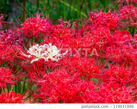 A seasonal feature of autumn: A single white spider lily surrounded by gorgeously blooming bright red spider lilies A seasonal feature of autumn: A single white spider lily surrounded by gorgeously blooming bright red spider lilies 119031886