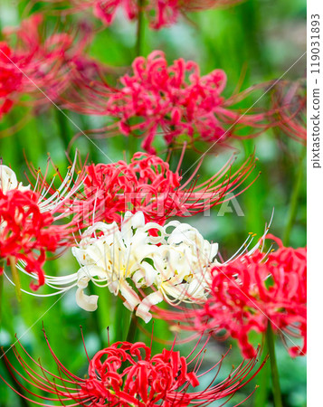 A seasonal feature of autumn: A single white spider lily surrounded by gorgeously blooming bright red spider lilies 119031893