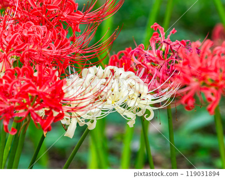 A seasonal feature of autumn: A single white spider lily surrounded by gorgeously blooming bright red spider lilies 119031894