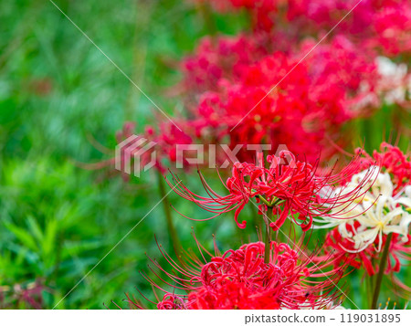 A seasonal feature of autumn: A single white spider lily surrounded by gorgeously blooming bright red spider lilies 119031895