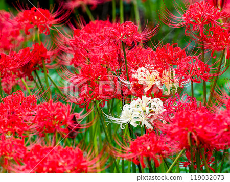 A seasonal feature of autumn: the gorgeous red and white blooms of red spider lilies 119032073