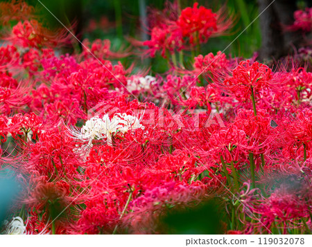 A seasonal feature of autumn: the gorgeous red and white blooms of red spider lilies 119032078