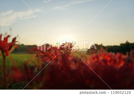 紅蜘蛛百合開始在早晨的陽光下閃閃發光 119032120