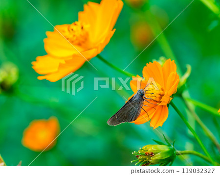 Autumn scenery: A small skipper butterfly sucking nectar from a full-blooming yellow cosmos 119032327