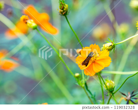 Autumn scenery: A small skipper butterfly sucking nectar from a full-blooming yellow cosmos 119032328